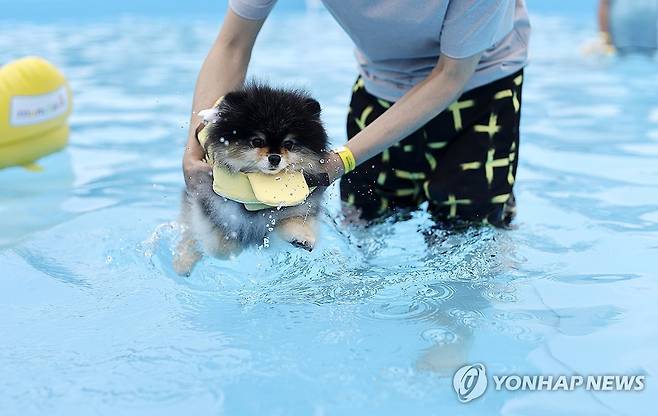 뚝섬한강공원에 반려견 수영장 개장 (서울=연합뉴스) 윤동진 기자 = 3일 오전 서울 뚝섬한강공원 반려견 수영장에서 강아지들이 즐거운 시간을 보내고 있다.
    뚝섬 반려견 수영장은 2일부터 24일까지 쉬는 날 없이 오전 10시부터 오후 5시까지 운영된다. 이용료는 무료이고 별도 예약 없이 현장에서 선착순으로 입장한다. 2023.9.3 mon@yna.co.kr