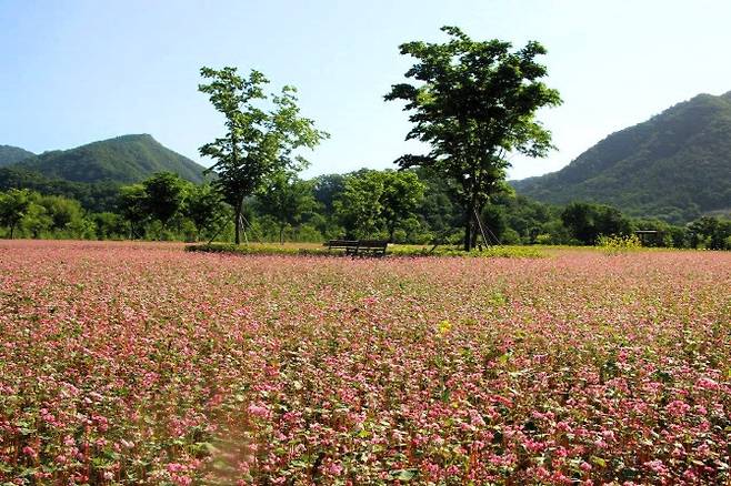 가을꽃 정원.(사진=포천시 제공)