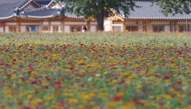 ▲ 8일 경북 경주시 교동에 백일홍이 만개한 가운데 시민들이 가을 정취를 만끽하고 있다.연합뉴스