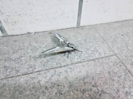 인간 위주의 세상엔, 자연에서 살아가는 존재들이 길을 잃기가 쉽다. 터널 안에 갇혀 있던 박각시나방./사진=박각시나방 친구 현주씨