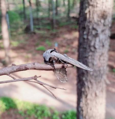 이리 자연으로 다시 돌려보내 주었다. 보기만해도 맘이 편하다./사진=박각시나방 친구 현주씨