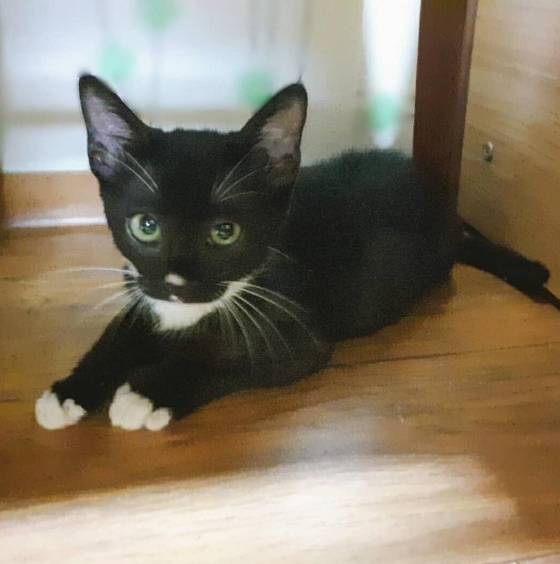 하교 길에 온몸이 똥범벅이 돼 파리가 꼬여 있던 아기 고양이. 바닥에 쓰러져 있는 걸 발견하곤,  처음엔 죽은 줄 알고 한쪽으로 치워주려 다가갔었다. 그런데 현주씨를 보더니 울면서 기어왔다. 병을 다 치료해주고 가족으로 맞아주었다./사진=아기 고양이 친구 현주씨