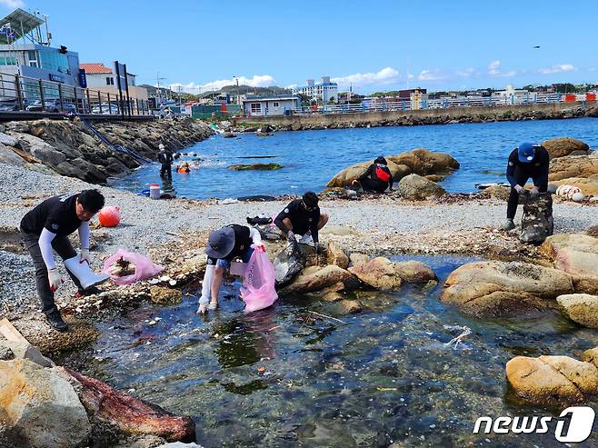 9일 경북 포항시 남구 호미곶 해안에서 게바다말과 새우말 서식환경을 보호하기 위해 한국해양구조협회 경북특수구조대와 국립공원을 지키는 시민의 모임 연합 회원들이 해양 쓰레기를 수거하고 있다..(한국해양구조협회 경북특수구조대제공)2023.9.9/뉴스1 ⓒ News1 최창호 기자