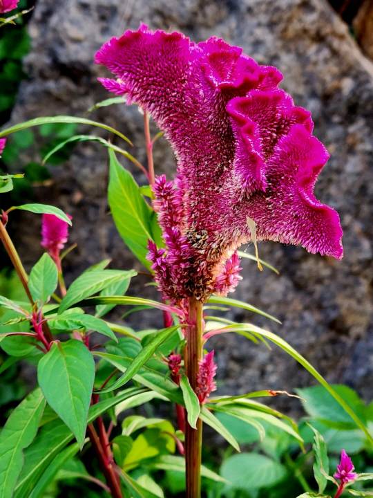 서울 마포구 한옥레스토랑 ‘황금콩밭’ 뜰안에 핀 맨드라미 꽃꽃 . 8월 26일