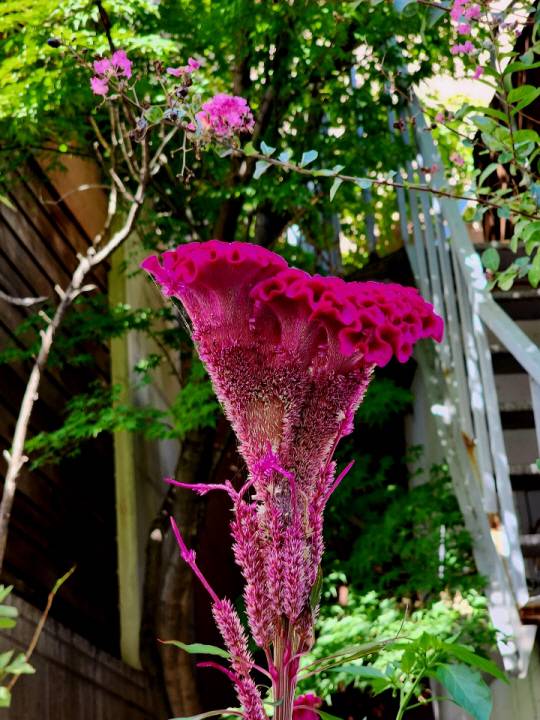 여름꽃 매론나무와 함께 피어있는 붉은 맨드라미. 서울 용산우체국 인근. 9월7일