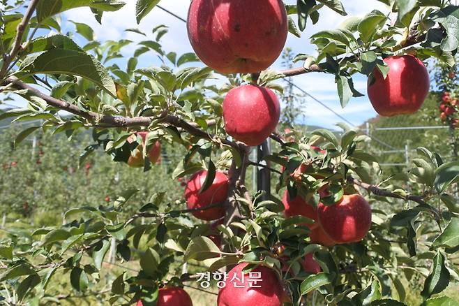 강원 양구군 해안면 지역에서 재배되고 있는 사과.