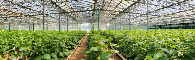 중국 수광시 소재 국가농업시범단지 1차 시험재배현장. /사진제공=중국 수광시 농업농촌국