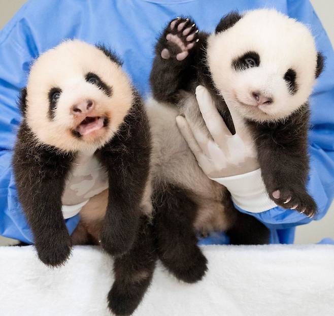 지난 7월 태어난 쌍둥이 판다./에버랜드