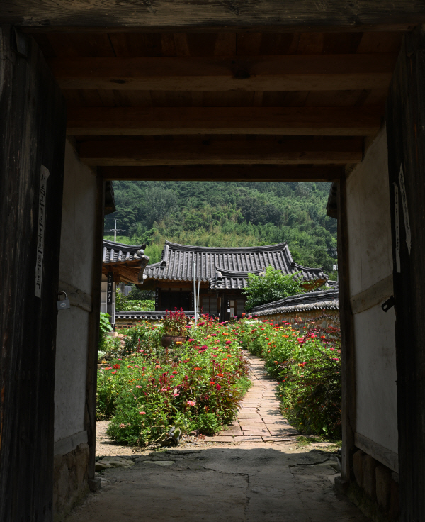 경남 함안군 고려동 유적지 고택 정원을 장식하고 있는 백일홍의 모습입니다. 고택 밖으로는 배롱나무 목백일홍이 만개해 아름다운 정취를 느끼게 해줍니다.