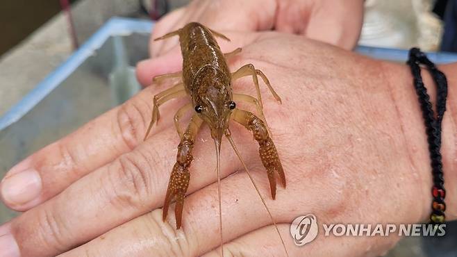 천안 병천천서 발견된 미국가재 (천안=연합뉴스) 충남 천안시 동남구 북면 납안리 납안교 인근 하천(병천천)에서 토종 생태계를 위협하는 '미국가재'가 발견됐다. 2023.7.28 [천안아산환경운동연합 제공. 재판매 및 DB 금지] yej@yna.co.kr