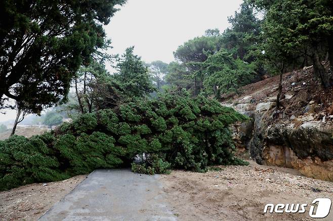 강풍으로 나무가 쓰러져 있다. ⓒ 로이터=뉴스1 ⓒ News1 박형기 기자