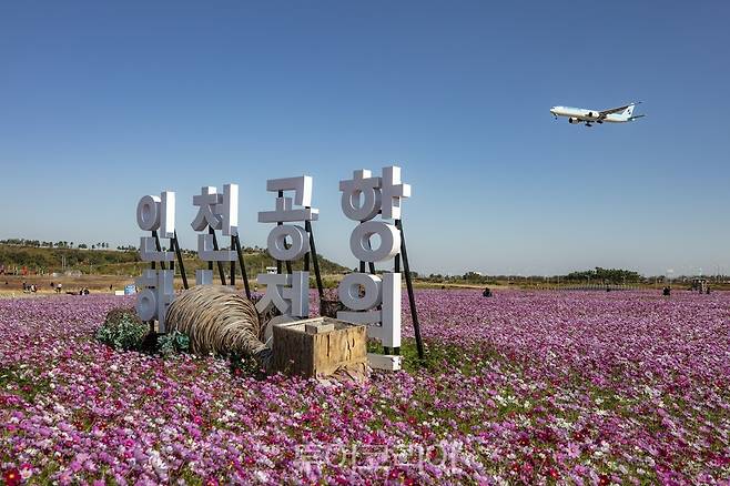 인천공항 코스모스 꽃밭 전경 /사진-인천공항공사