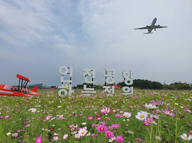 12일 인천공항 하늘정원 코스모스꽃밭 풍경.|인천국제공항공사 제공