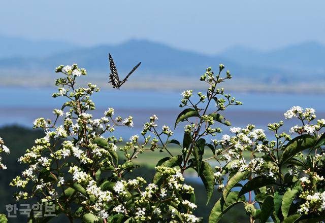회개정원에 핀 꽃송이 위로 호랑나비 한 마리가 날고 있다. 바다 건너 북한 땅이 배경으로 걸린다.