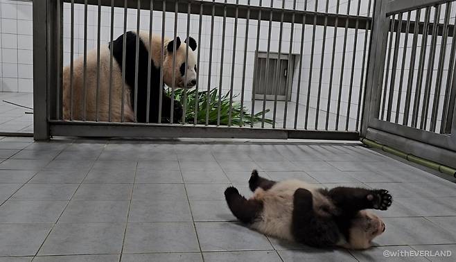 뒤집기 하는 둘째를 바라보는 아이바오. /사진=에버랜드 공식 블로그