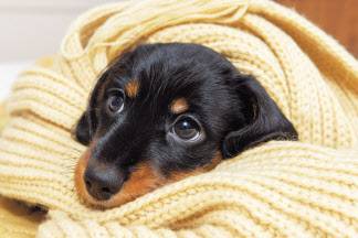 반려동물을 키우는 가구가 급증하고 있지만, 전월세 등 임대차 계약에서 반려가구는 여전히 불이익을 받고 있다. 계약이 일방적으로 취소되거나, 더 높은 월세를 지급해야 하는 사례가 빈번하다. [헤럴드DB]