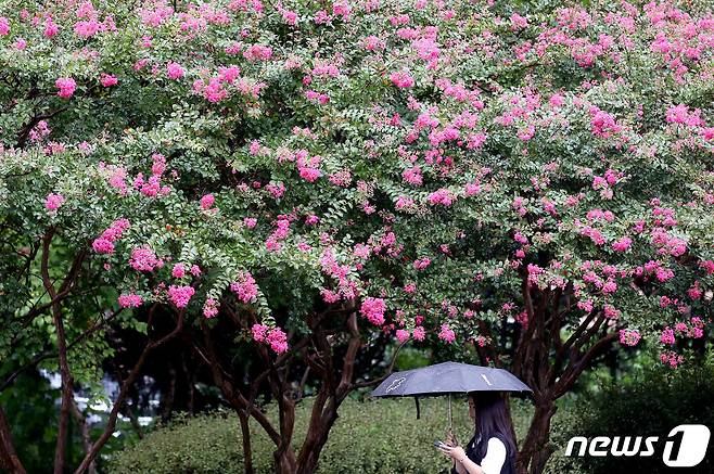 비가 내린 14일 광주 북구 전남대학교 인근 녹지화단에 만개한 백일홍 산책길로 학생들이 걸어가고 있다.(광주 북구 제공) 2023.9.14/뉴스1 ⓒ News1 이수민 기자