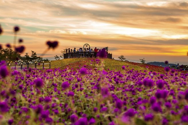 양주 천만송이 천일홍 축제가 18~24일 열린다. / 사진=양주시