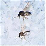 독도점등에모기 성충.[사진=환경부]