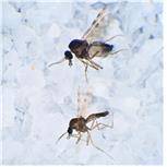 독도점등에모기 성충 [환경부 제공. 재판매 및 DB 금지]