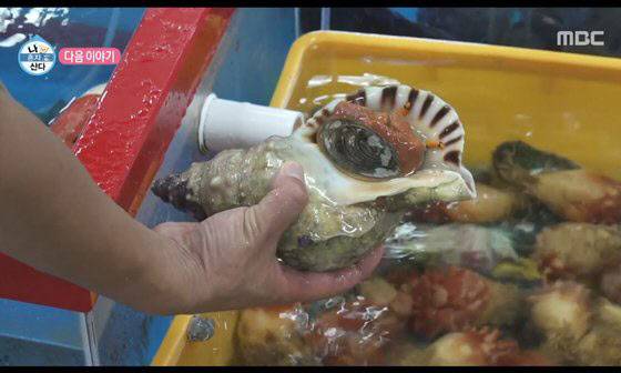 멸종위기종인 나팔고둥이 울릉도 횟집서 불법 판매되고 있어 논란이 되고 있다. (사진=MBC ‘나 혼자 산다’ 캡처)