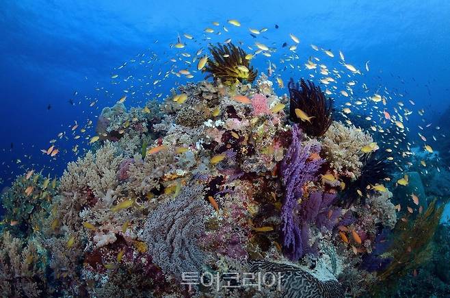  투바타하 암초 국립 해양공원 