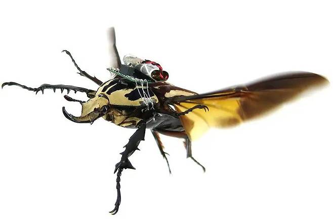 싱가포르 난양공대가 개발한 사이보그 곤충 로봇. 딱정벌레의 날개 근육에 전기신호를 줘 비행 방향을 조종하는 데 성공했다./싱가포르 난양공대