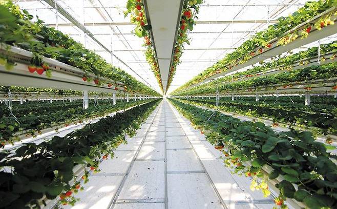 충남 예산군 응봉면에 본사를 두고 있는 한국 스마트팜 기업 그린플러스의 딸기 생산 공장 모습. 이 회사는 스마트팜 분야에서 설계와 시공, 자재 생산이 원스톱으로 가능한 업체로  네덜란드가 사실상 독점했던 스마트팜 기술을 국산화했다./조선일보DB