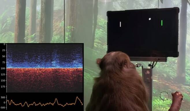 뉴럴링크가 공개한 동물실험 모습. 뇌에 인터페이스(BCI) 칩을 이식받은 원숭이가 생각만으로 컴퓨터 핑퐁 게임을 조작하고 있다. [사진=유튜브/뉴럴링크]