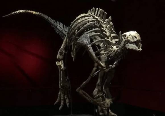 1990년대에 고생물학자 배리 제임스가 미국 와이오밍주에서 발견한 '배리'라는 이름의 초식공룡 캄프토사우루스의 화석이 내달 프랑스 파리의 드루오 호텔에서 열리는 경매에 나온다. [사진=유튜브 채널 Sky News Australia]