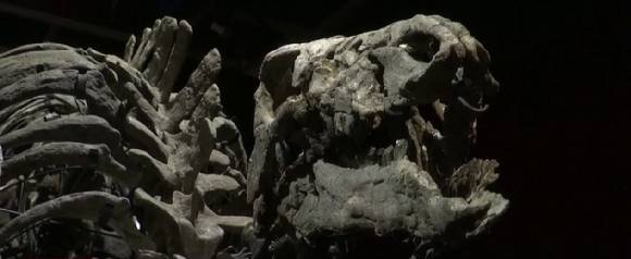 1990년대에 고생물학자 배리 제임스가 미국 와이오밍주에서 발견한 '배리'라는 이름의 초식공룡 캄프토사우루스의 화석이 내달 프랑스 파리의 드루오 호텔에서 열리는 경매에 나온다. [사진=유튜브 채널 Sky News Australia]