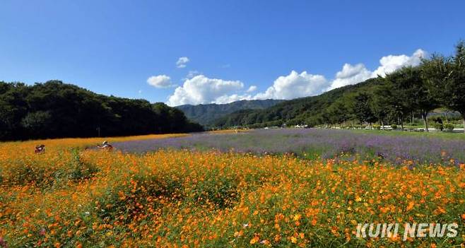 파란하늘과 뭉게구름 아래 다양한 색감의 가을꽃들이 상림공원 주변 곳곳을 알록달록 수놓고 있다.