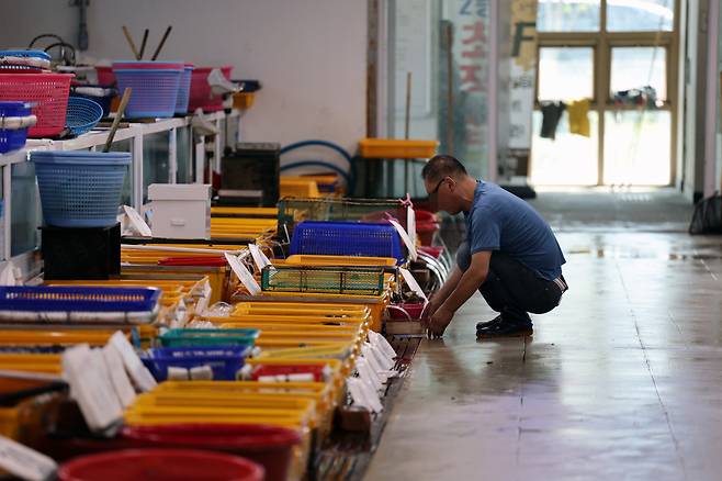 울산 북구 정자항 정자활어직매장에서 한 상인이 물건을 살펴보고 있다.[연합]