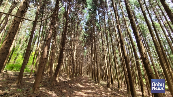 아라동 '편백나무쉼터'. ⓒ김재원