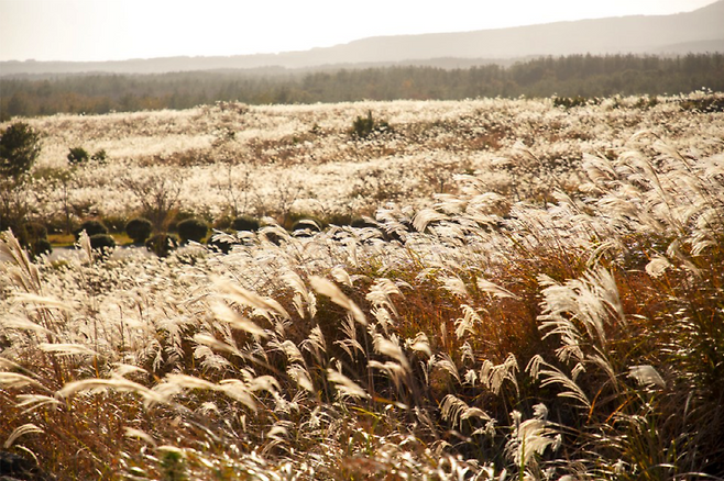 큰사슴이오름 ©제주패스