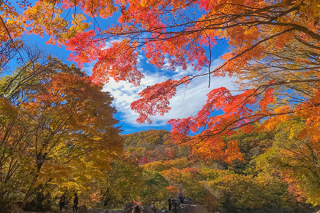 천아숲길 ©제주패스