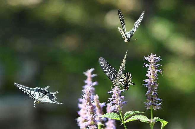 수컷 호랑나비들은 어느새 달콤한 꿀도 잊은 채 암컷 호랑나비의 곁을 맴돈다.