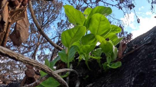 DLNR 페이스북 영상 캡처