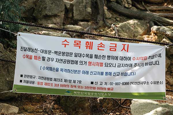 연쇄 나뭇가지 훼손 사건으로 수목훼손금지 현수막을 걸었다.