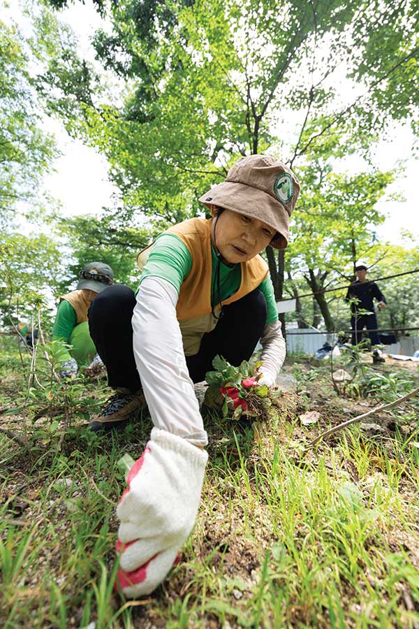 자원활동가 김희련씨가 대동문 진달래 꽃밭의 잡초를 제거하고 있다.