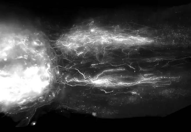 쥐 하흉부 척수에서 재생되는 신경세포 모습 [EPFL / .Neurorestore 제공. 재판매 및 DB 금지]