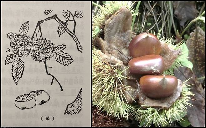 <본초강목>에 그려진 율(栗, 밤)(왼쪽)과 가을 밤나무에서 다 익어서 저절로 떨어진 생밤의 모습
