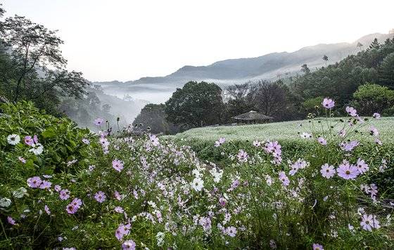 지난해 촬영한 충북 청주 낭성면 추정리 산골 메밀밭. 사진 추정리 경관밀원 추진위원회