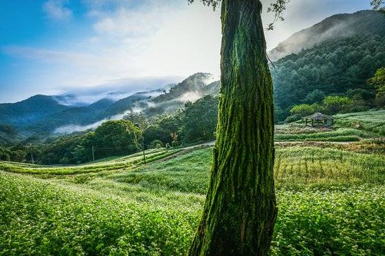 지난해 촬영한 충북 청주 낭성면 추정리 산골 메밀밭. 사진 추정리 경관밀원 추진위원회
