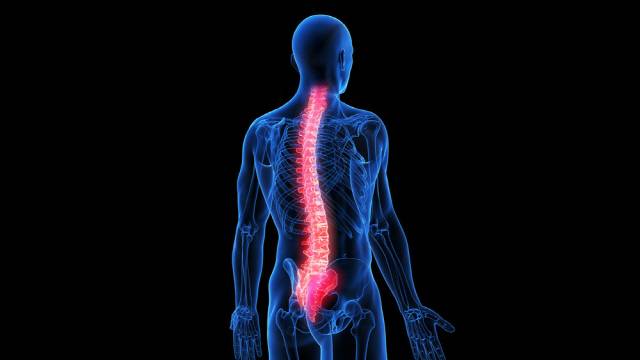 척추 뼈 줄기세포가 종양 전이에 유리한 단백질을 분비한다는 연구 결과가 나왔다./사진=클립아트코리아