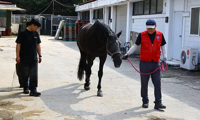 새 편자를 부착한 말의 보행 모습을 살펴보며 이상 유무를 파악하고 있다.
