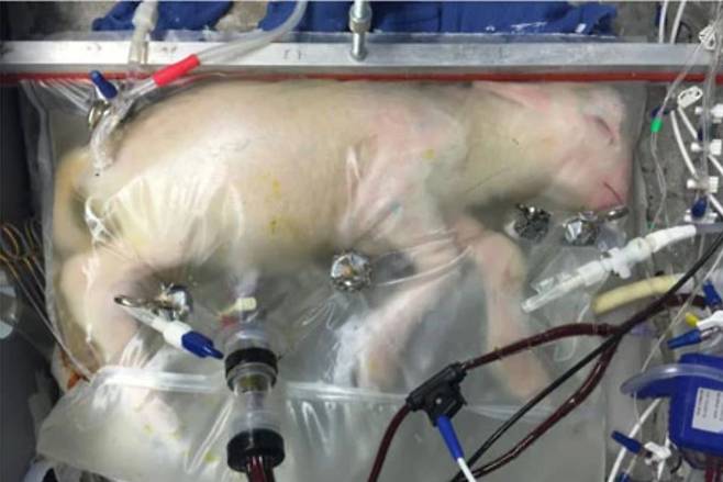 미국 필라델피아 아동병원 연구진이 개발한 인공 자궁 '바이오백'에서 조기 출산한 새끼양이 자라고 있다. 인간으로 따지면 임신 22~24주에 태어난 새끼양이 바이오백에서 28일 머물자 뇌와 폐가 발달하고 털이 북슬북슬 자랐다./네이처 커뮤니케이션
