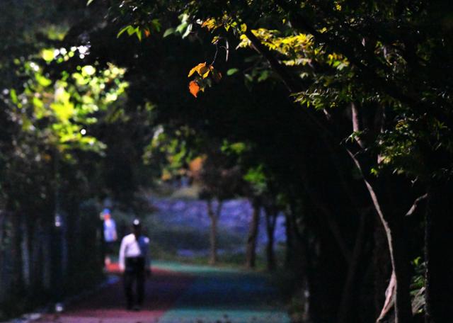 경기 수원시 팔달구에 있는 서호공원, 이른 새벽 가로등 불빛에 존재를 드러낸 단풍잎 아래로 산책을 하고 있다.