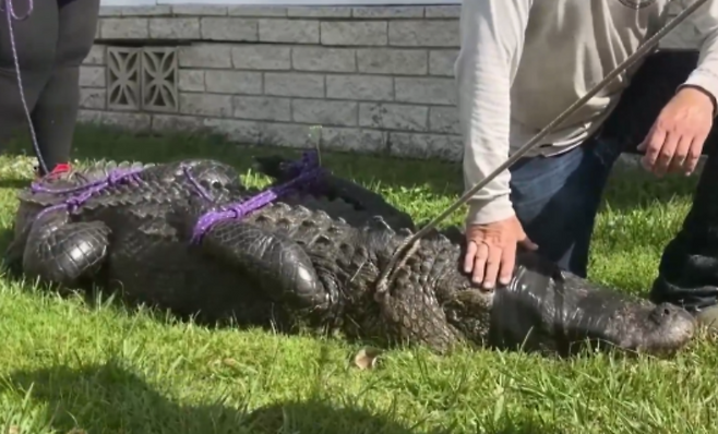 지난 2월 미국에서 포획된 식인 악어. 기사와 직접적인 연관이 없습니다. / 사진 = 로이터