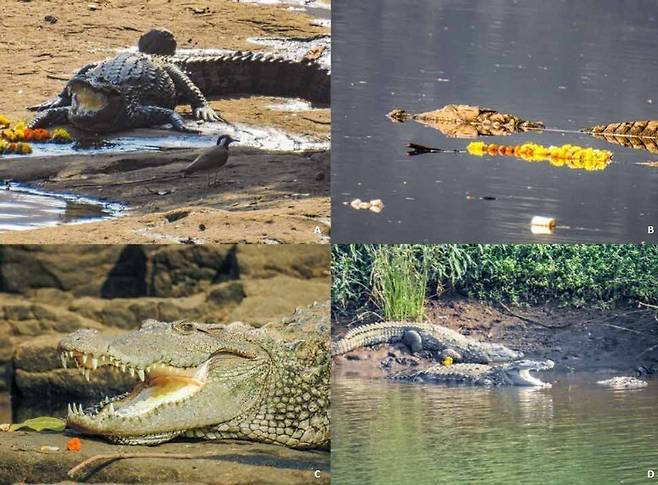 인도의 늪악어가 마리골드(천수국)을 곁에 두고 일광욕을 하거나 물 위에 떠 있는 모습/사진=연합뉴스